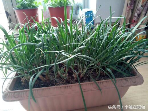 阳台花盆种韭菜，用一个小妙招，韭菜长的旺，叶子又宽又厚吃不完