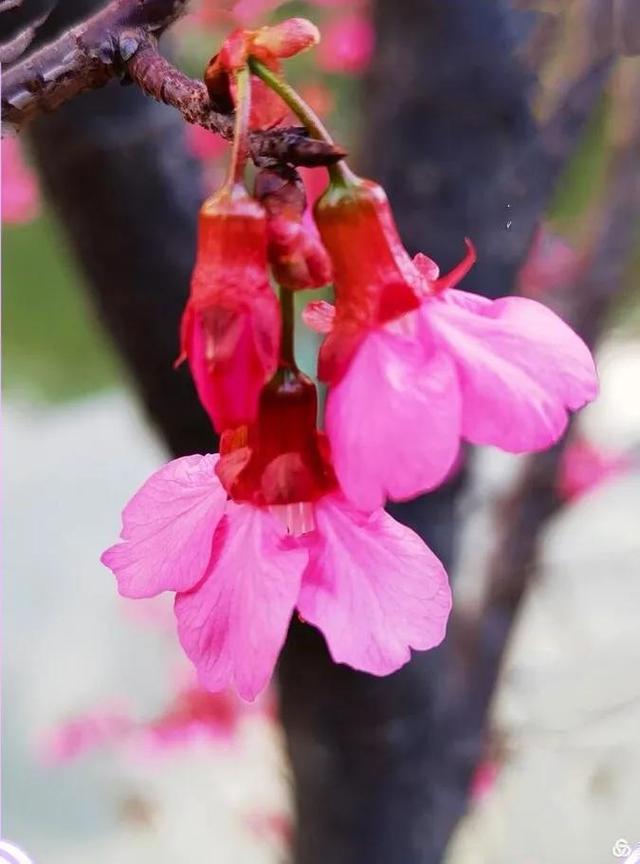 福建山樱花（钟花樱桃）