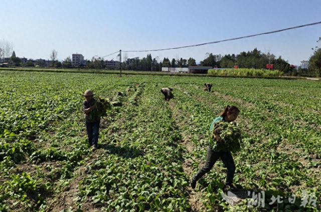 崇阳县隽青家庭农场：种植芥菜奔富路