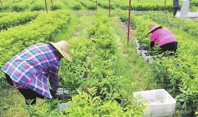 沉香人工栽培的技术要点，与造林存活率和沉香结香量之间的关系