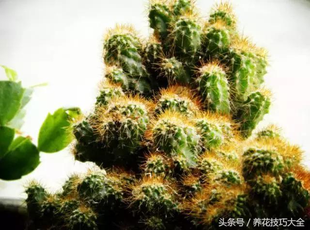 这些花不能宠！对它越好死越快，不管不问反而养了十几年！