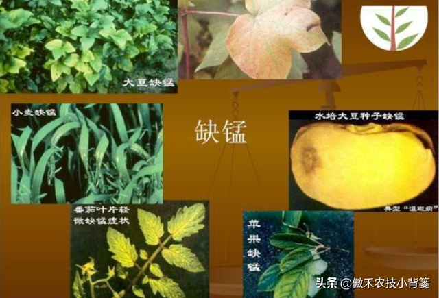 植物生长过程中出现这样不良表现，及时补充微肥就能解决了