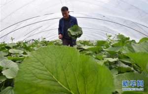 柳蒿芽怎么种植(吉林安山野菜经济富农家)