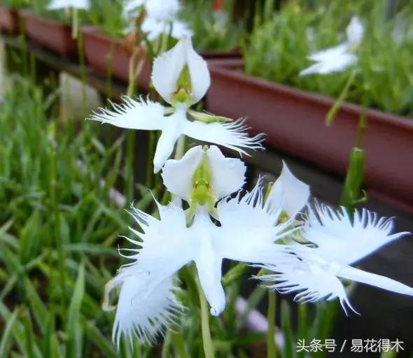 飞行中的兰花：鹭草的鉴赏与养护