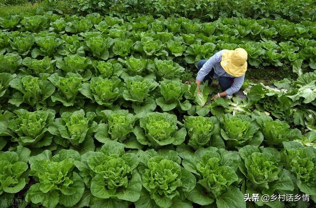 啥时候种植大白菜最好？最全播种时间表来了，把握时机别错过