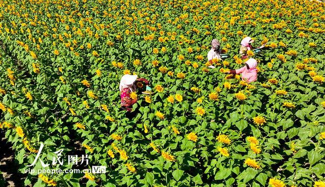 甘肃临泽：向日葵花盛开 沃野披上“黄金甲”