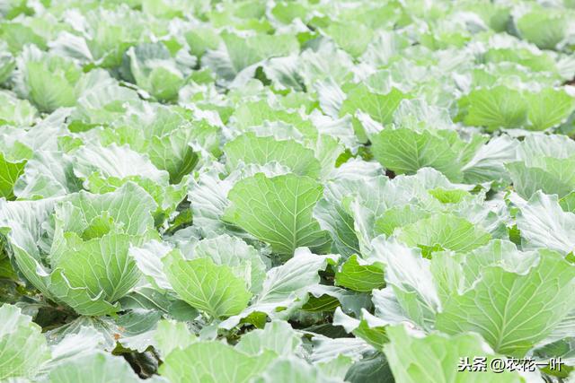 甘蓝栽培技术，及栽培定植后田间管理方面分析，一起来看看吧