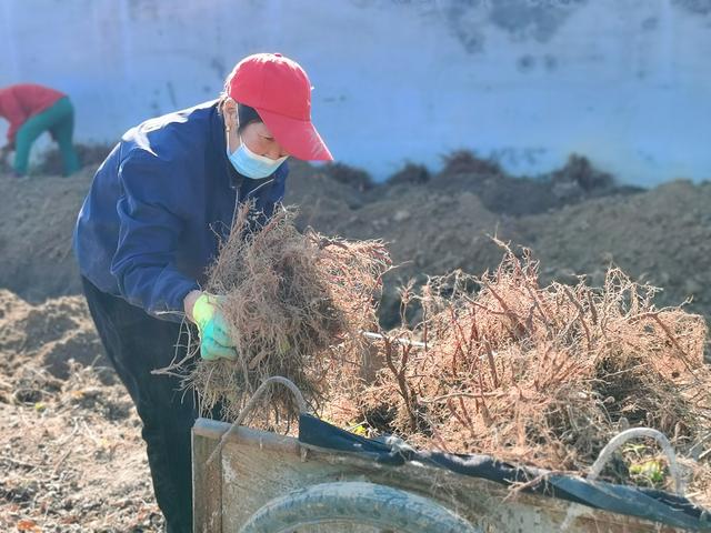 怀柔北年丰村首年试种丹参成功 亩收干货700斤