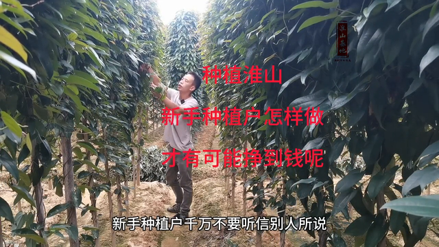 淮山种植，新手种植户怎样做，才有可能挣到钱#新农人计划2023