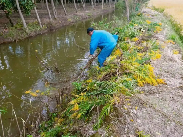 中国人太会过日子了！加拿大一枝黄花成牛羊美食，秸秆还能种蘑菇