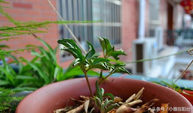 现在种一棵芍药刚好，萌芽特快，花朵多又美，轻松养爆盆！