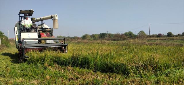 江西南昌县种鸭养殖户巧用水稻秸秆作油菜“有机肥”