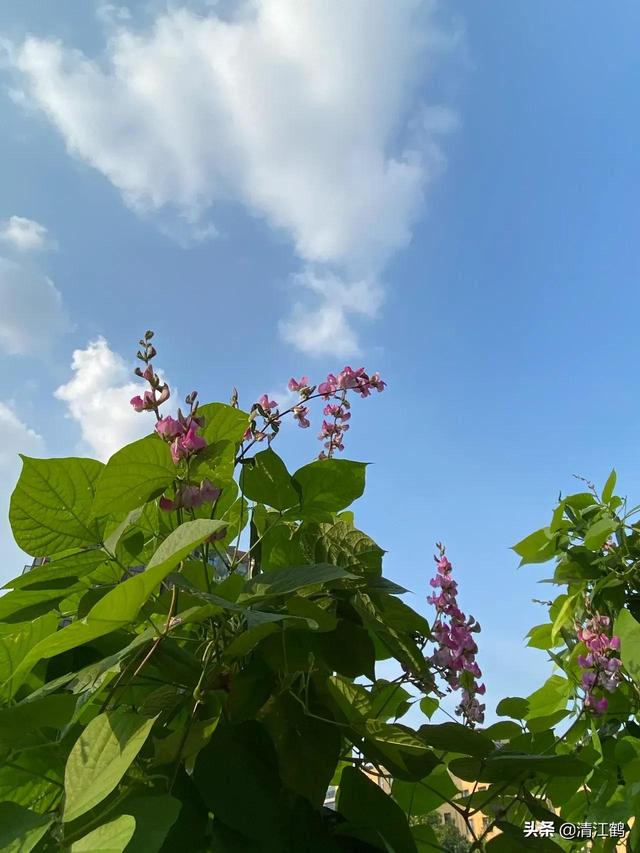 梅豆种植的时间和方法？老农说：这地方种植梅豆质感最好