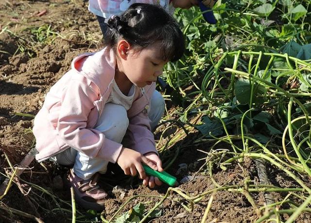 逛市集、学知识，亲子家庭共同感受丰收喜悦