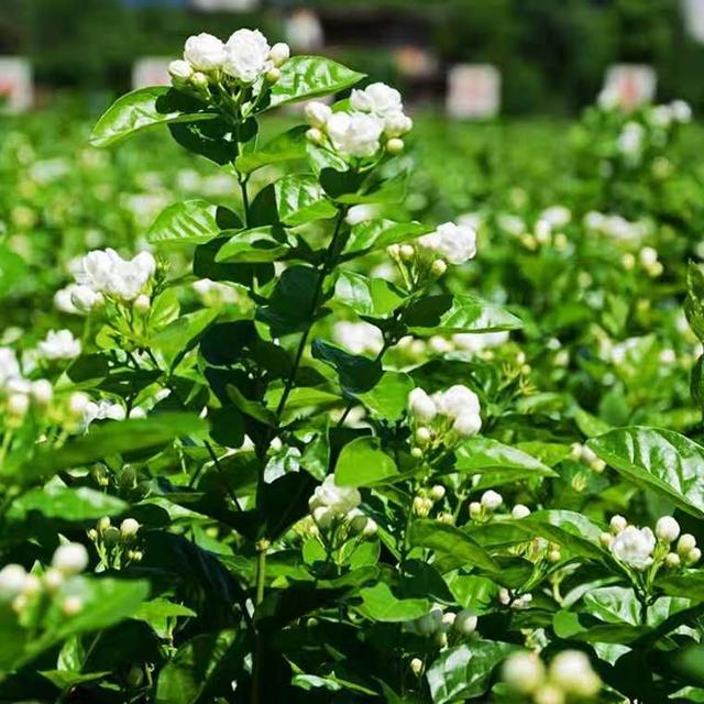 茉莉，6月怎么养？做到“3个勤”，花苞一茬接一茬，花香一整夏