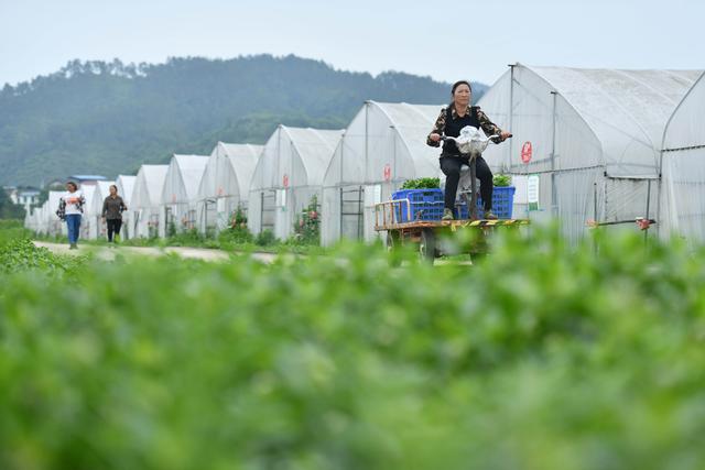 #（经济）贵州黄平：野菜驯化种植催生农业新业态