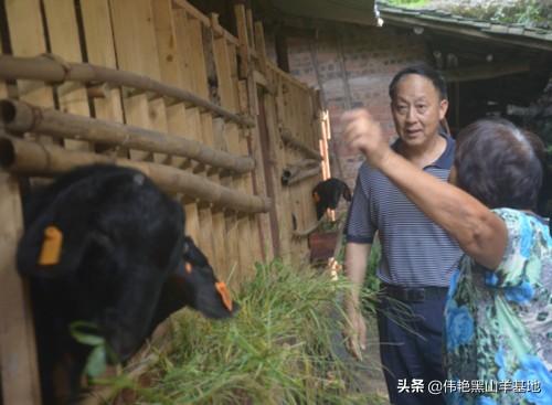 黑山羊养殖，懂得它们的喜好，合理饲喂，可为农户增收