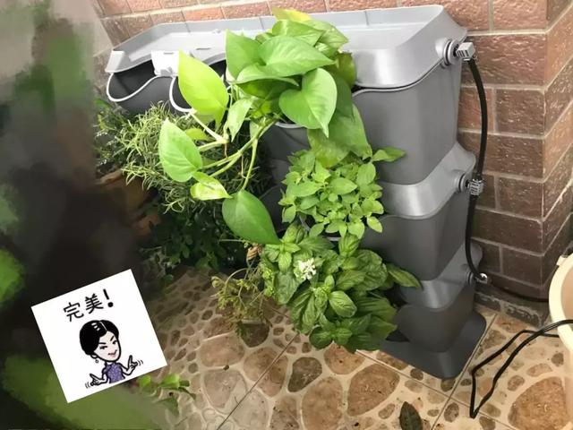 花园小白的种植初体验