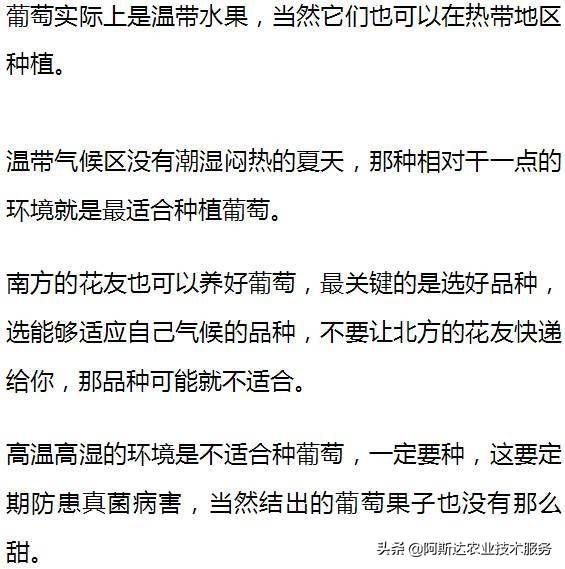 想要在露台上养盆栽葡萄，掌握这几个技巧，年年都有吃不完的葡萄