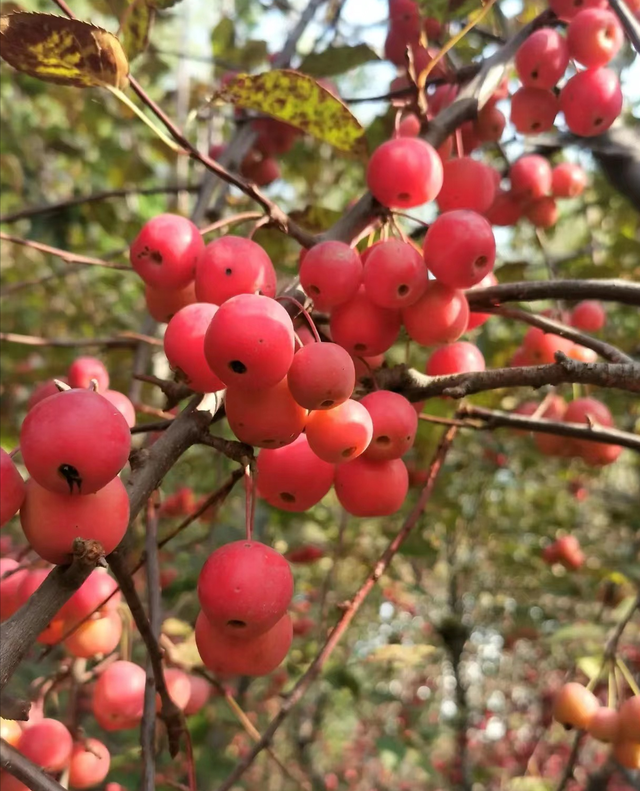 8种“吉庆树”，家有院子种一棵，庭院美丽，好处多，生活惬意