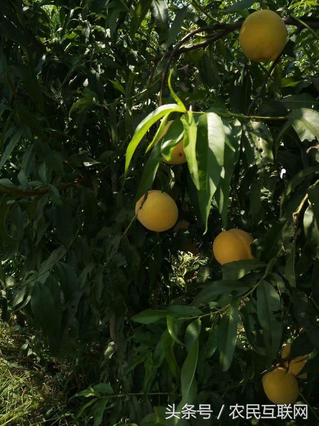 邯郸马自卫的“仙桃梦