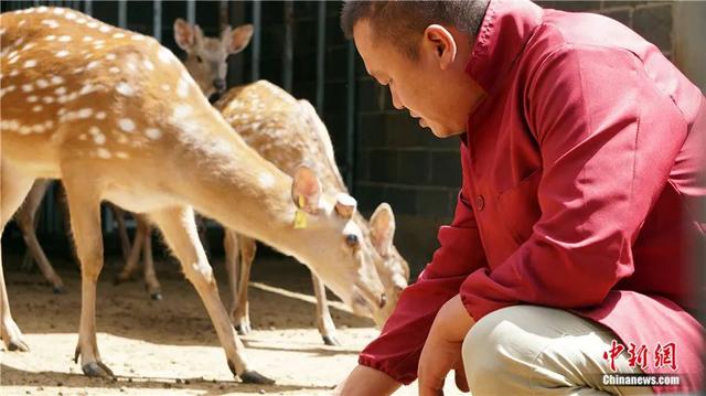 何必非去日本看鹿？来这没准还能偶遇“崆峒派弟子”