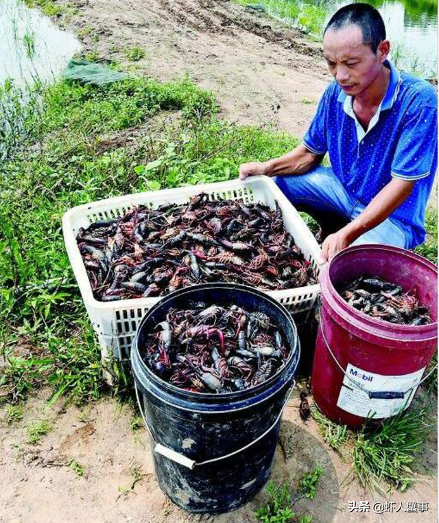 养虾先养水，小龙虾养殖户很少关注的这些水质指标也有大作用