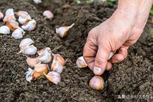 大蒜是怎么种植的(如何种出蒜头大、产量高的大蒜？这三个方法，一亩多产上千斤)