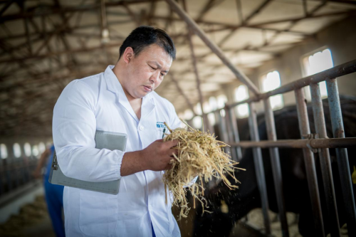 图力古尔：严守匠心 生产中国自己的雪花牛肉——草原和牛养牛达人的故事