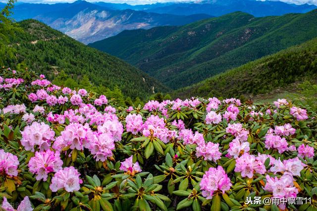 家庭养护杜鹃花，注意这5点，枝繁叶茂长势好，开花清新又文雅