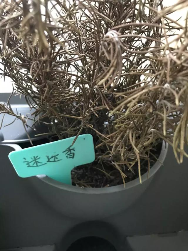 花园小白的种植初体验