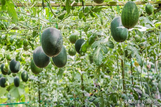 种植西瓜、黄瓜、丝瓜、甜瓜，分享给你五个秘诀，个大瓜又多