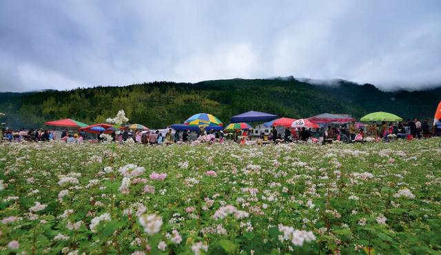 让荞麦产业成为现代山地特色高效农业新的增长极