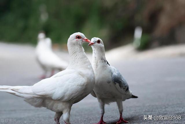 幼鸽出壳后的饲养管理