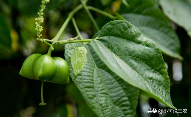 种植美藤果时，就存在这些栽培技术，你想了解吗