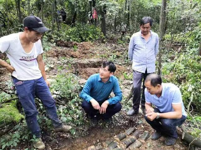 大方县长石镇：林下天麻让绿水青山变金山银山