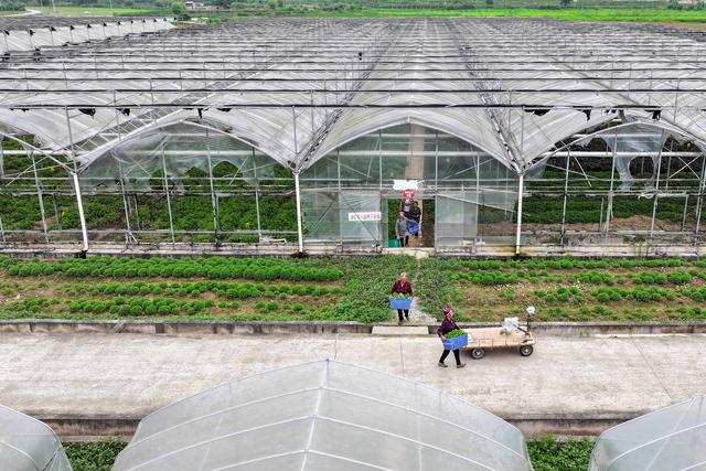 #（经济）贵州黄平：野菜驯化种植催生农业新业态