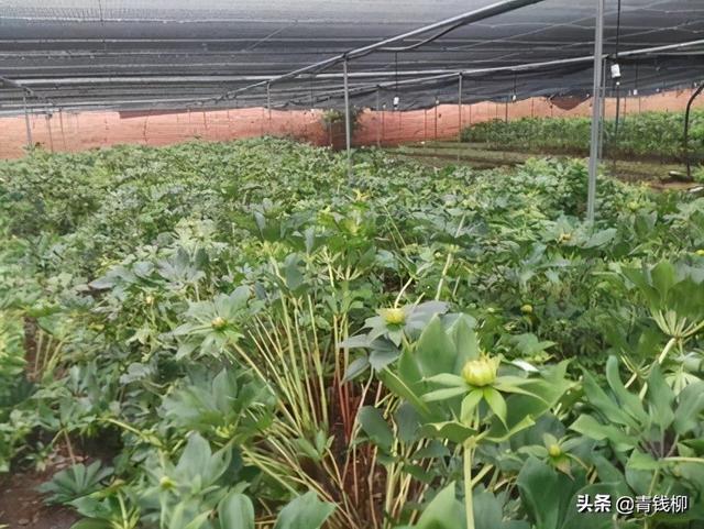 云南大理滇重楼人工种植技术