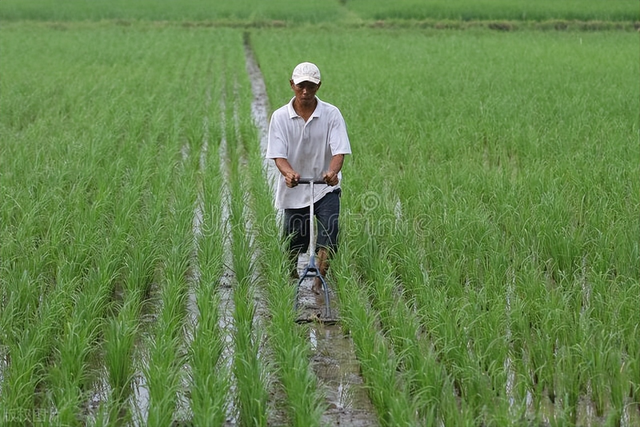 如何科学种植水稻，提高农民收入