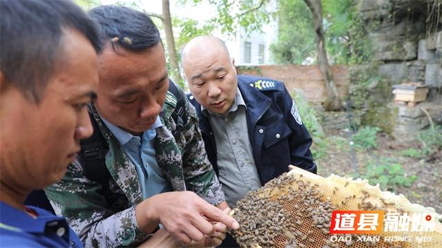 道县：培育特色“蜂”产业 拓宽乡村振兴致富路