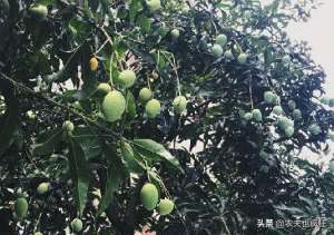 南方种植什么果树(南方马路边上1种果树，果实酷似芒果，人称“绿化芒”，能吃吗？)