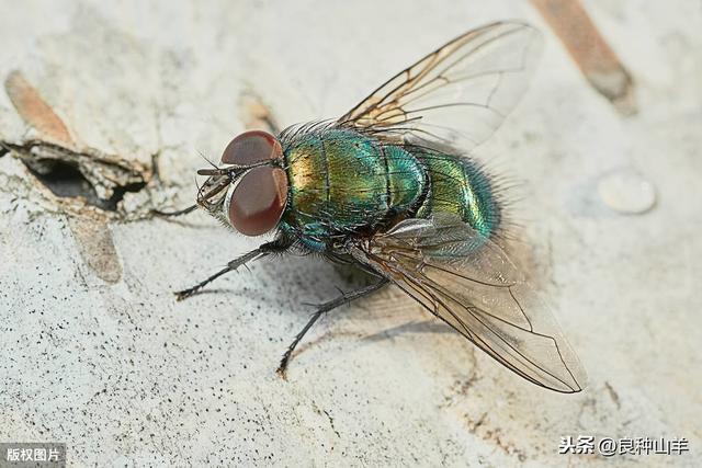 养殖场10种驱蚊子灭苍蝇方法！夏季养羊、养牛、养猪都能用上