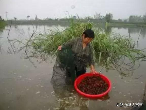 第二季稻虾开始，小龙虾养殖户做好这几点，收入猛增