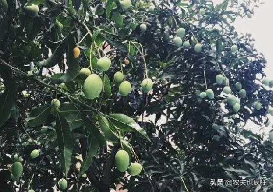 南方马路边上1种果树，果实酷似芒果，人称“绿化芒”，能吃吗？