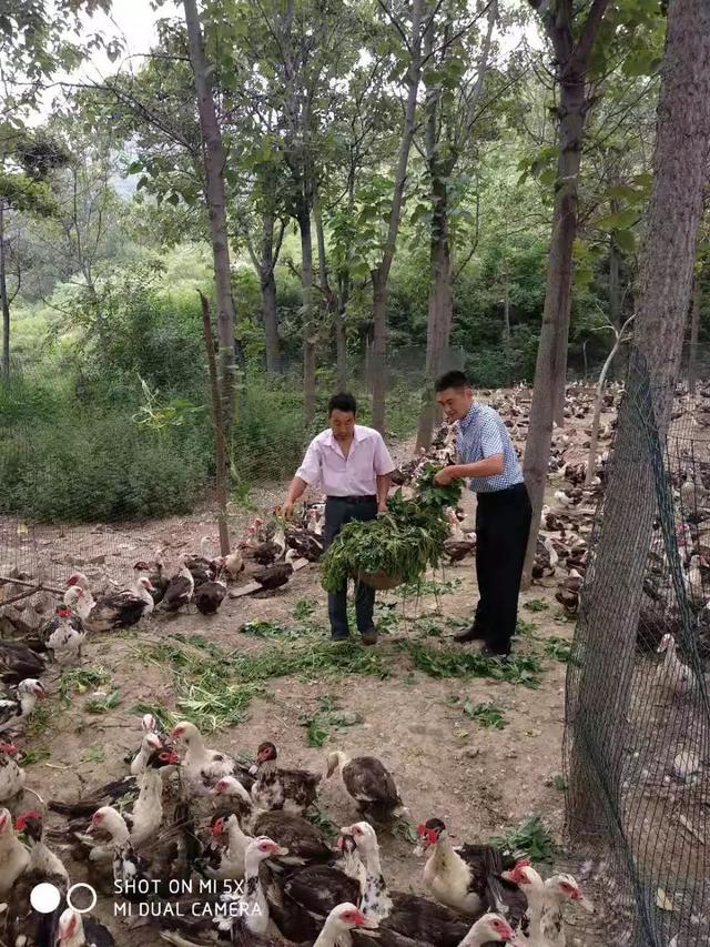 快来看！禹州这个人养了一千多只鸳鸯