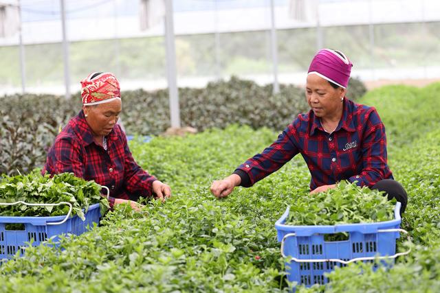 #（经济）贵州黄平：野菜驯化种植催生农业新业态