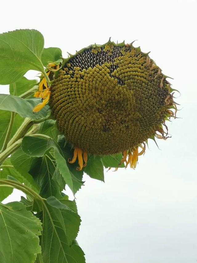 学校楼顶种植园系列纪实之三：丰富多彩的楼顶种植园