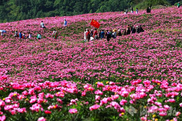 种植中药材 花开引客来