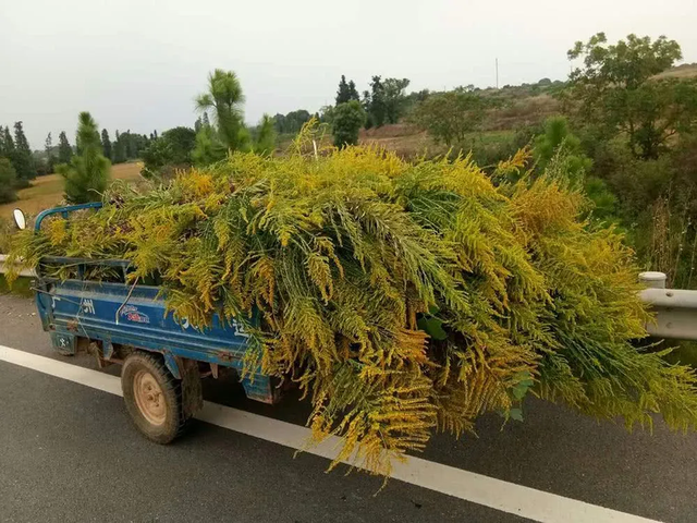 中国人太会过日子了！加拿大一枝黄花成牛羊美食，秸秆还能种蘑菇