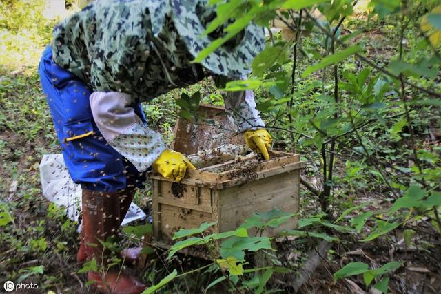 中蜂土养“诸多优点”？现谈点活框与土养的技术与效益